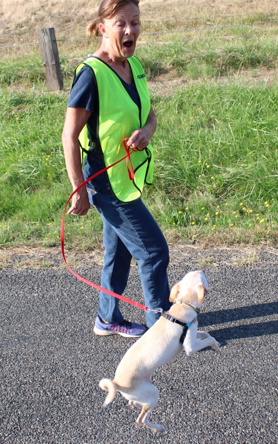 Camas resident Jeannie Parrish reacts as Samuel, a rat terrier mix, jumps during a walking session in Washougal on Sept. 6. Parrish is a volunteer dog walker for the West Columbia Gorge Humane Society.