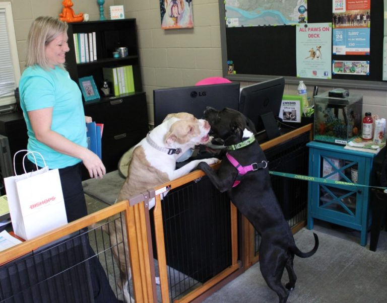 West Columbia Gorge Humane Society dog care manager April Nicholas smiles as her dog Raeney, an American Staffordshire terrier (left), plays with another dog at the shelter in Washougal on Sept.