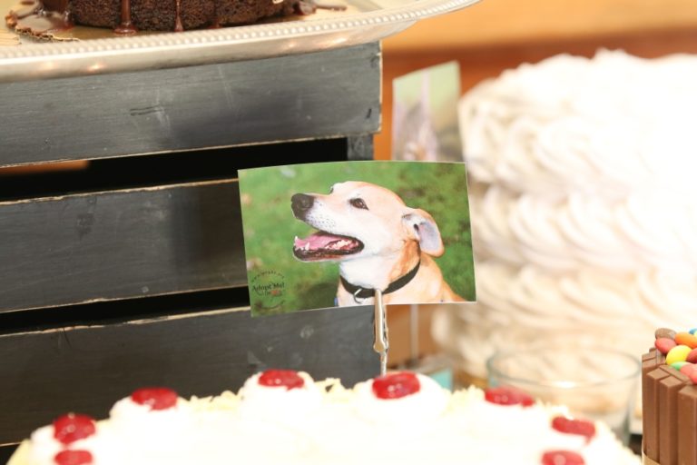 A photo of a dog sits on a dessert table at the &#039;A Tail To Remember&#039; event last year. The event, which will be held again Oct.