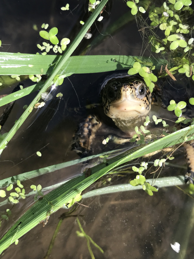 A western pond turtle looks out of a pond at Turtle Haven, a protected site owned by the Friends of the Columbia Gorge that is located in Skamania County.