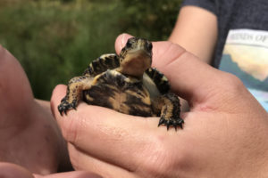 A volunteer holds a juvenile western pond turtle at Turtle Haven in Skamania County on Tuesday, Sept. 10. (Contributed photos by Jason Wettstein, courtesy of WDFW)