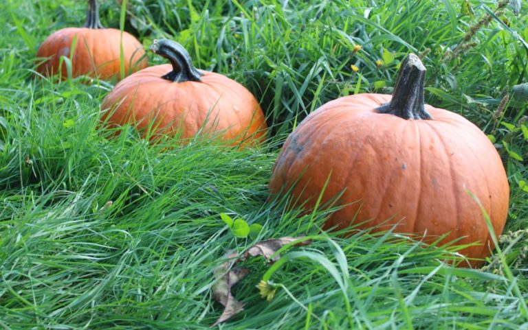 The Waltons Farms&#039; pumpkin patch in Camas has a variety of pumpkins for sale.