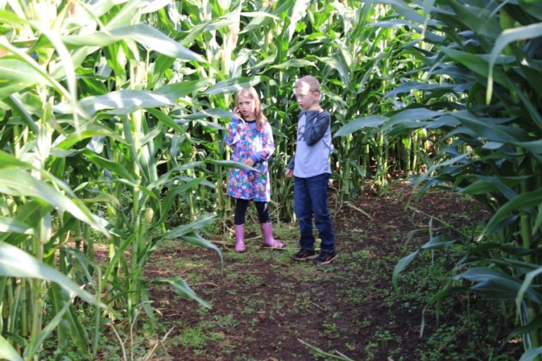 Doug Flanagan/Post-Record 
 Simone Butler, 5, (left) and her brother Greysen, 5, attempt to find an exit from the corn maze at Waltons Farms in Camas on Saturday, Oct. 5. Simone and Greysen are the children of Vancouver residents Matt and Angie Butler. (Contributed photo courtesy of city of Camas Parks and Recreation)
