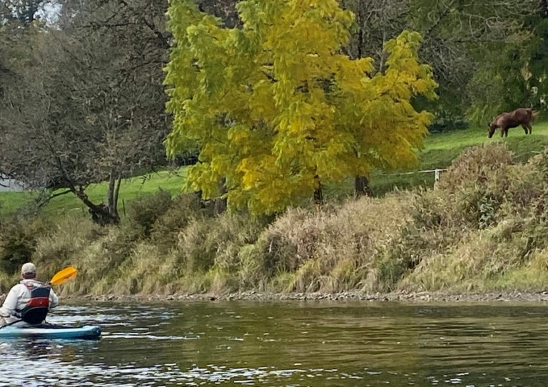 We saw plenty of wildlife, including horses, while kayaking on the East Fork Lewis River near La Center on Oct.