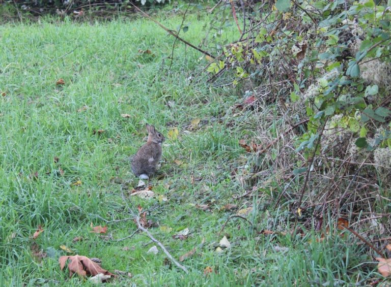A rabbit runs through a 16-acre parcel of greenspace directly south of Kerr Park in Washougal on Thursday, Oct. 24.
