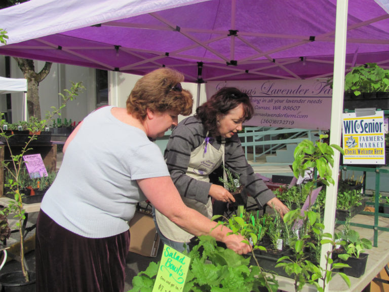 (Post-Record file photo)
Nancy Watson, co-owner of Lacamas Lavender Farm (right), helps a customer select herbs at a past Camas Farmer's Market. Watson is a regular vendor at the annual Plant and Garden Fair in downtown Camas. The annual fair, scheduled to take place this weekend, has been canceled due to the ongoing COVID-19 crisis.
