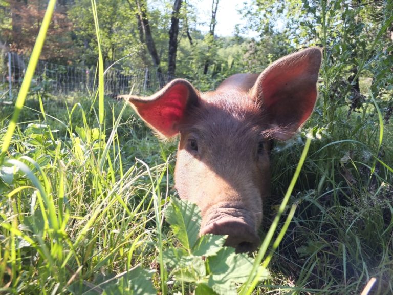 Contributed photo courtesy Lara Scanlon 
 A pig searches for food at the Colibri Gardens organic farm in rural Washougal.