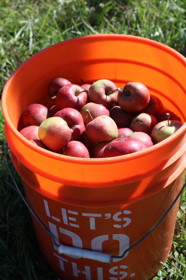 A bucket of Cinnamon cider apples from the Columbia Gorge Vintners&#039; apple orchard near Washougal waits to be pressed into cider on Sept. 27.