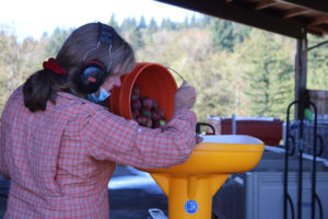 Cheryl Hall, co-owner of the Washougal-area Columbia Gorge Vintners, feeds a batch of just-picked apples into a machine that mashes the apples into a pulp for cider pressing on Sunday, Sept. 27. (Photos by Kelly Moyer/Post-Record)