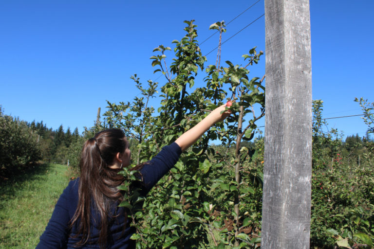 Eva Moyer-Wade, of Portland, picks apples at an apple orchard located on the property of Columbia Gorge Vintners near Washougal on Sunday, Sept.