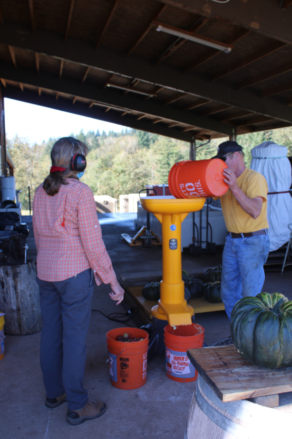 A curious cow greets visitors at Columbia Gorge Vintners near Washougal on Sunday,  Sept.