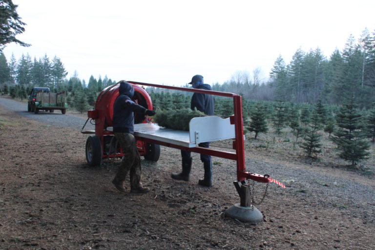 Workers at Farrell Farms in Washougal put an evergreen tree through a baling machine on Dec.