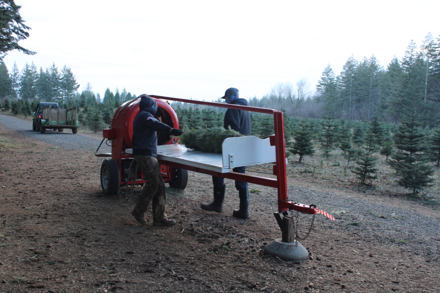 Looking for the perfect holiday tree? Local lots, u-cut tree farms have ...