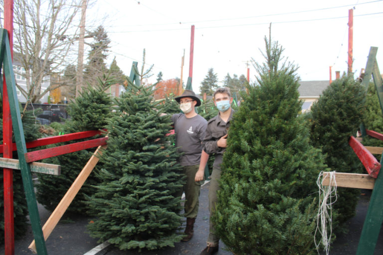 Looking for the perfect holiday tree? Local lots, ucut tree farms have