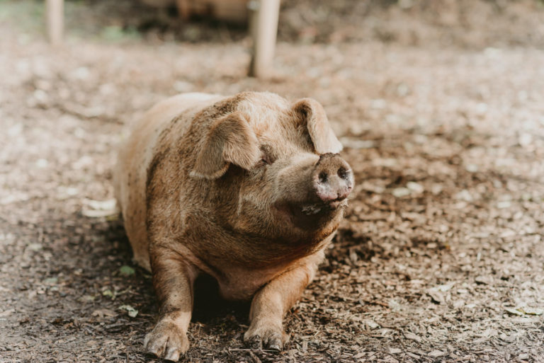 When Jolene, a 600-pound rescue pig, struggled to walk in 2020, Odd Man Inn owners Josh and Wendy Smith reached out Rich Hoyle, who is known in the animal sanctuary industry as &quot;the pig guy.&quot; Those initial conversations led to the relocation of the Smiths&#039; animal refuge, Odd Man Inn, from Washougal to Tennessee.