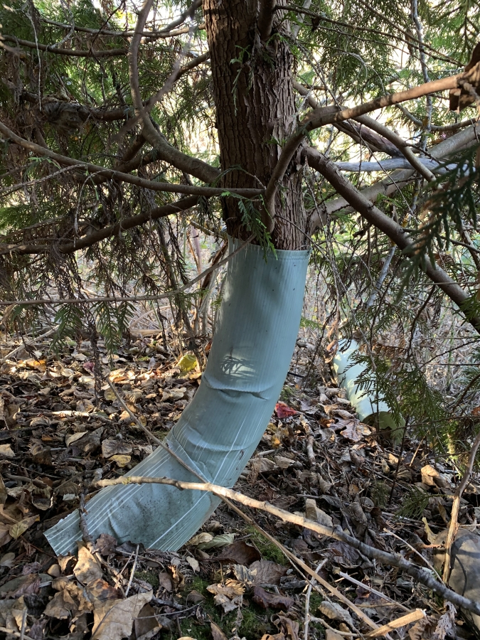 A plastic tube covered a Western Red Cedar tree along the Washougal River Greenway trail before Washougal resident James Mahar removed it. &quot;(The tree) is deformed, but it&#039;s not the worst I found,&quot; he said.