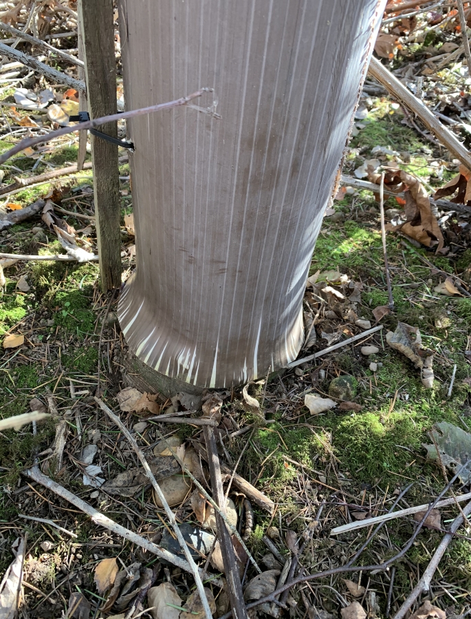 A splayed tube covers the crown of a tree at the Washougal River Greenway trail. &quot;I left it in place,&quot; said Washougal resident James Mahar.