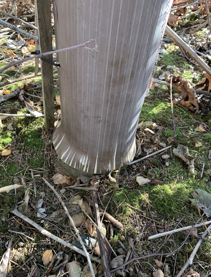 A splayed tube covers the crown of a tree at the Washougal River Greenway trail. &quot;I left it in place,&quot; said Washougal resident James Mahar.