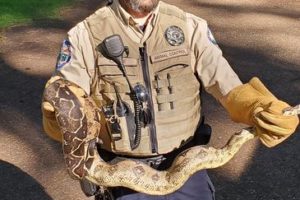 Camas animal control officer Bryan Caine holds one of eight pythons discovered near the Round Lake parking lot in Camas' Lacamas Park on Thursday, July 22, 2021. (Photo courtesy of Camas Police Department)