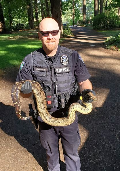 Camas police officer Gary Manning holds one of eight pythons discovered near the Round Lake parking lot in Camas' Lacamas Park on Thursday, July 22, 2021.