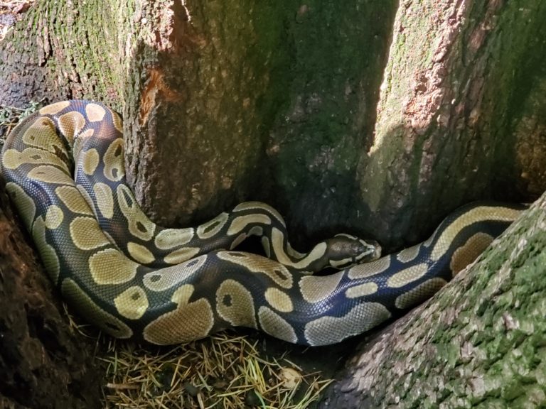 A python rests near a tree in Lacamas Park in Camas on Thursday, July 22, 2021. Camas police officers discovered eight medium-sized pythons near the Round Lake parking lot Thursday morning.