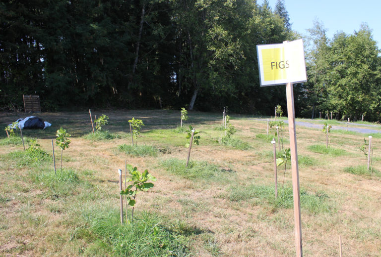 Doug Flanagan/Post-Record
Get To-Gather Farm's orchards include a wide variety of fruit trees, including figs.