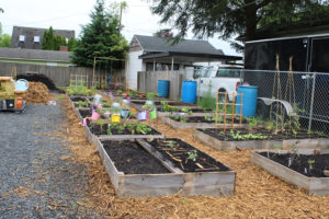 Plant starts dot garden beds at the Camas Community Garden in downtown Camas on Saturday, June 4, 2022. (Kelly Moyer/Post-Record)