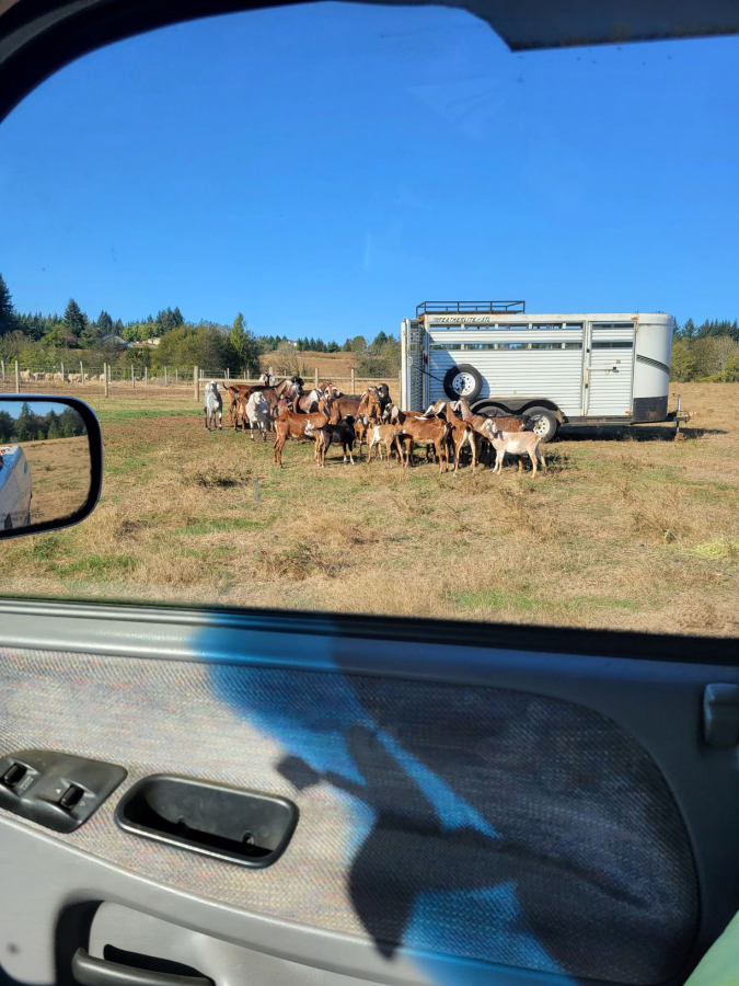 Lorrie and Shaun Conway, owners of the Conway Family Farm, unload their goats at a Camas-Washougal area property outside the Nakia Creek Fire evacuation zone on Sunday, Oct. 16, 2022.