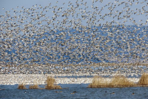 Flocks of snow geese migrate near Ashland, Ore. in 2022. (Contributed photo courtesy of Pepper Trail)