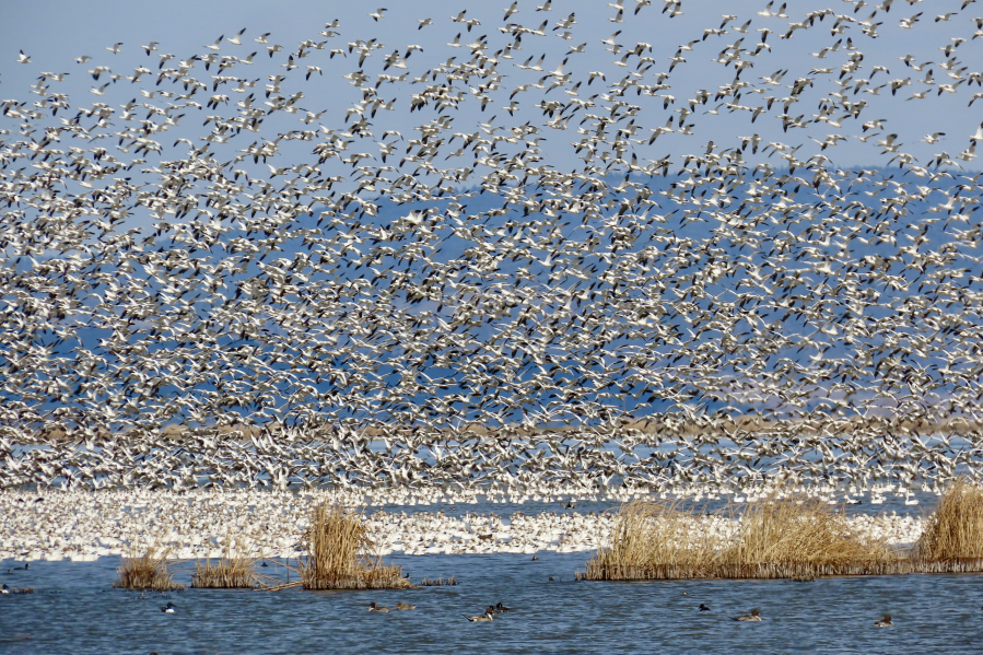 Flocks of snow geese migrate near Ashland, Ore. in 2022. (Contributed photo courtesy of Pepper Trail)