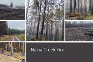 Photos show the impacts of the October 2022 Nakia Creek wildfire on trees located in the city of Camas' Boulder Creek and Jones Creek watershed on the south side of Larch Mountain. (Contributed photo courtesy of the city of Camas)