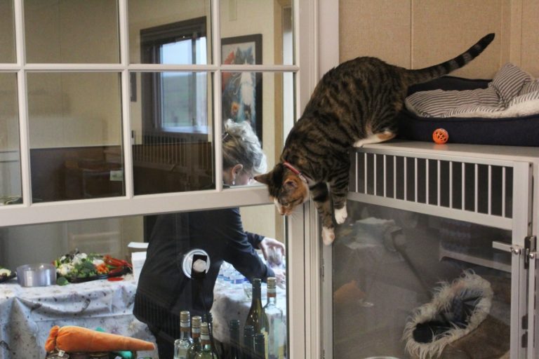 Doug Flanagan/Post-Record 
 A cat jumps from its perch to a nearby windowsill at the West Columbia Gorge Humane Society&#039;s cat shelter on Saturday, Jan 21.