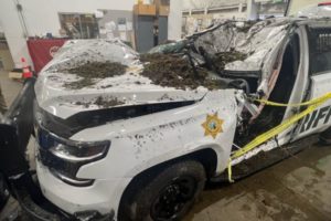 Clark County Sheriff's Office Deputy Drew Kennison's vehicle was heavily damaged on Wednesday, Feb. 22, 2023, after being struck by a snow-laden tree, causing Kennison, the sole occupant of the vehicle, to crash off Washougal River Road in Skamania County. (Photo courtesy of Clark County Sheriff's Office)