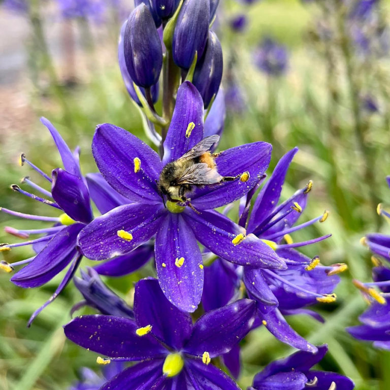 Contributed photo courtesy Hannah Schrager 
 A bee visits a camas lily at Good Year Farms in Washougal in May 2022.