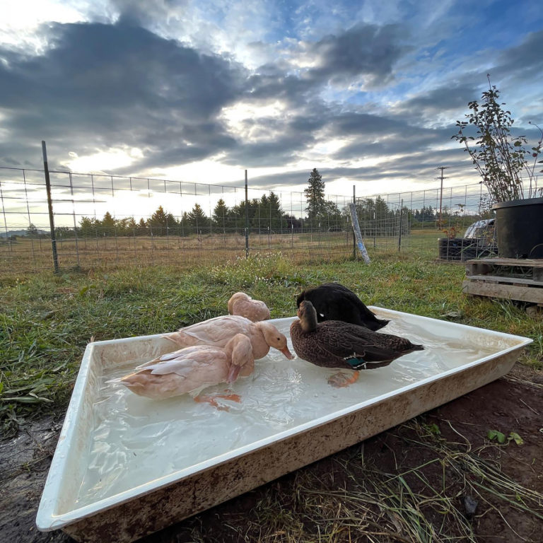 Cntributed photo courtesy Hannah Schrager 
 Ducks drink water at Good Year Farms in Washougal in September 2022. (Contributed photo courtesy Hannah Schrager)