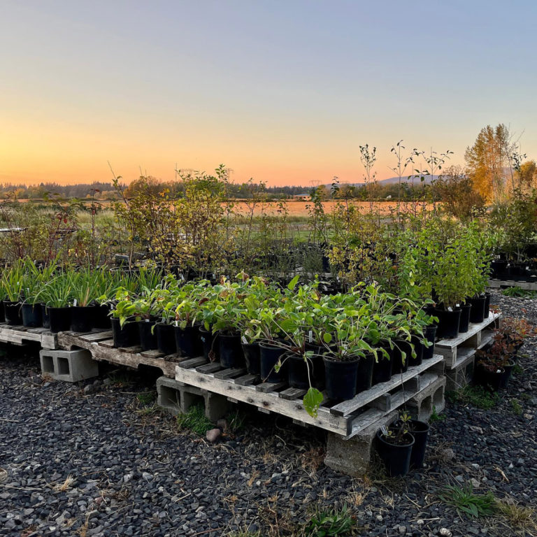 Many varieties of native plants are grown and sold at Good Year Farms in Washougal.