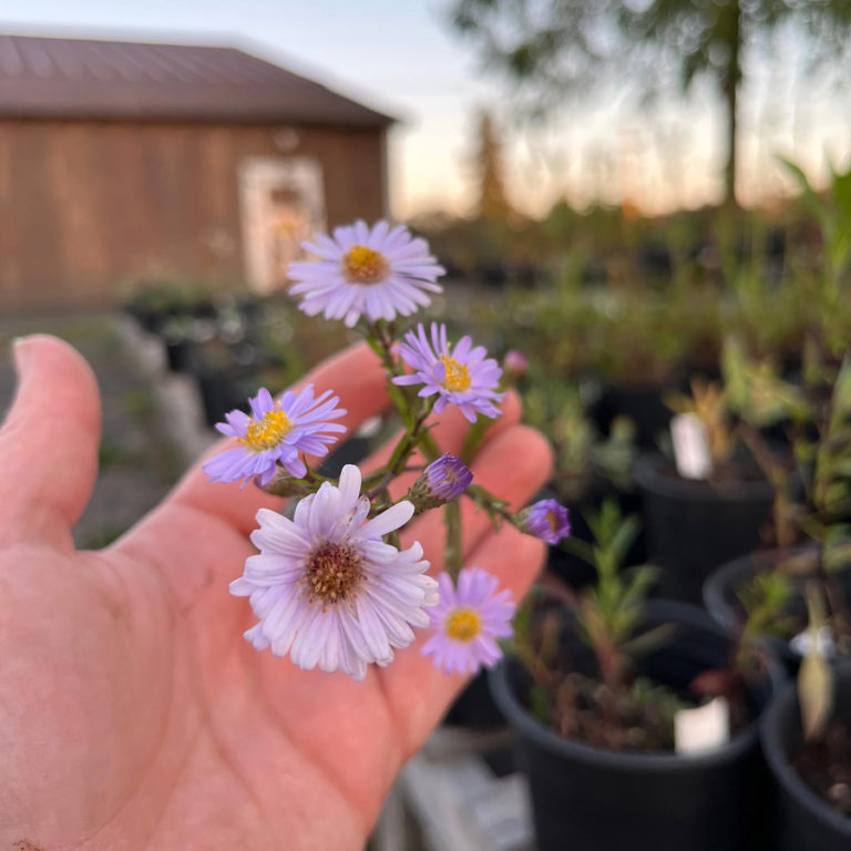 Native plant nursery blossoms in Washougal CamasWashougal PostRecord