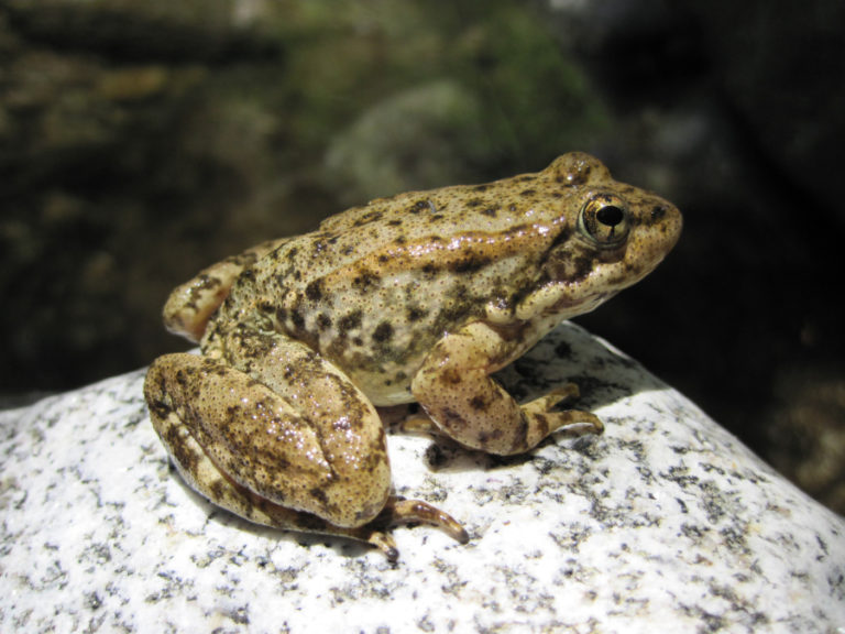 A yellow-legged frog sits on a rock.