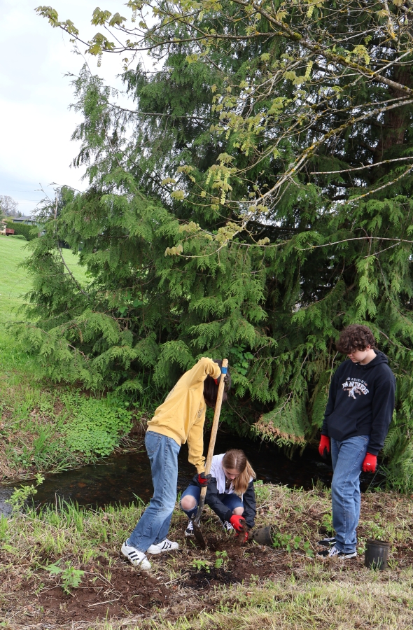 Washougal High School Advanced Placement environmental science students plant native plants May 5, 2023, alongside Campen Creek in Washougal.
