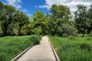 Clusters of trees line a pedestrian walkway at Camas' public  Washougal River Greenway Trail on Friday, July 22, 2022. (Kelly Moyer/Post-Record files) 