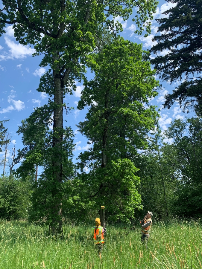 Lower Columbia Estuary Partnership employees survey Oregon white oaks at Mable Kerr Park in Washougal in July 2023.