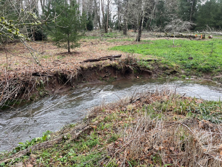 Campen Creek shows signs of erosion south of the pedestrian bridge in Washougal's Mable Kerr Park in 2023.