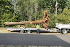 Port of Camas-Washougal employees load a tree trunk onto a trailer at Grove Field to transport it to Lawton Creek in 2023. (Contributed photos courtesy of the Port of Camas-Washougal)