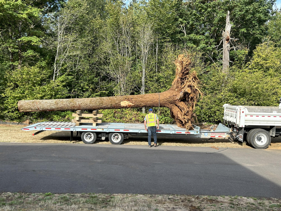 Port of Camas-Washougal employees load a tree trunk onto a trailer at Grove Field to transport it to Lawton Creek in 2023. (Contributed photos courtesy of the Port of Camas-Washougal)