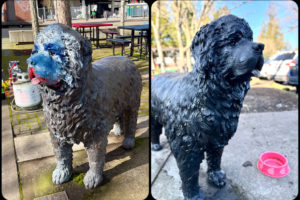 A “before and after” photo shows “Seaman,” the bronze sculpture of a Newfoudland dog at Washougal’s Reflection Plaza, vandalized with red, white and blue paint (left) in January 2024, and restored to its previous state by artist Heather Soderberg Greene (right) Feb. 14, 2024. (Contributed photo courtesy of Heather Soderberg Greene)