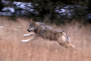 Colorado Parks and Wildlife workers release captured Oregon wolves into remote swaths of public land in central Colorado, in December 2023. (Contributed photo courtesy of Jerry Neal, Colorado Parks and Wildlife)