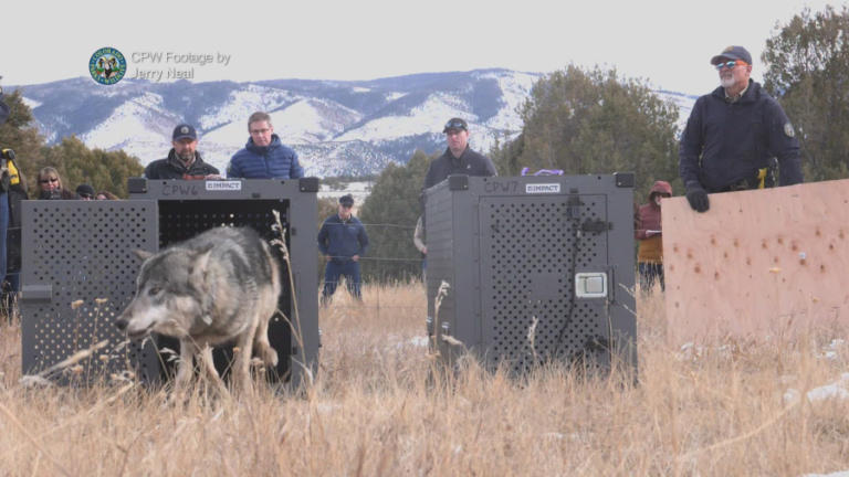 Colorado Parks and Wildlife workers release captured Oregon wolves into remote swaths of public land in central Colorado, in December 2023.