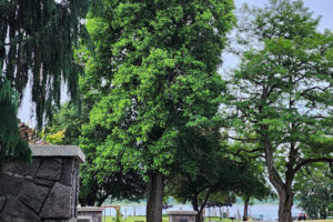 The Washington State University’s Clark County Master Gardener Program has picked a tulip tree at Parker’s Landing Historical Park in Washougal for inclusion in the Clark County Heritage Tree program, which recognizes local “trees of significance.” (Contributed photo courtesy Rene Carroll)