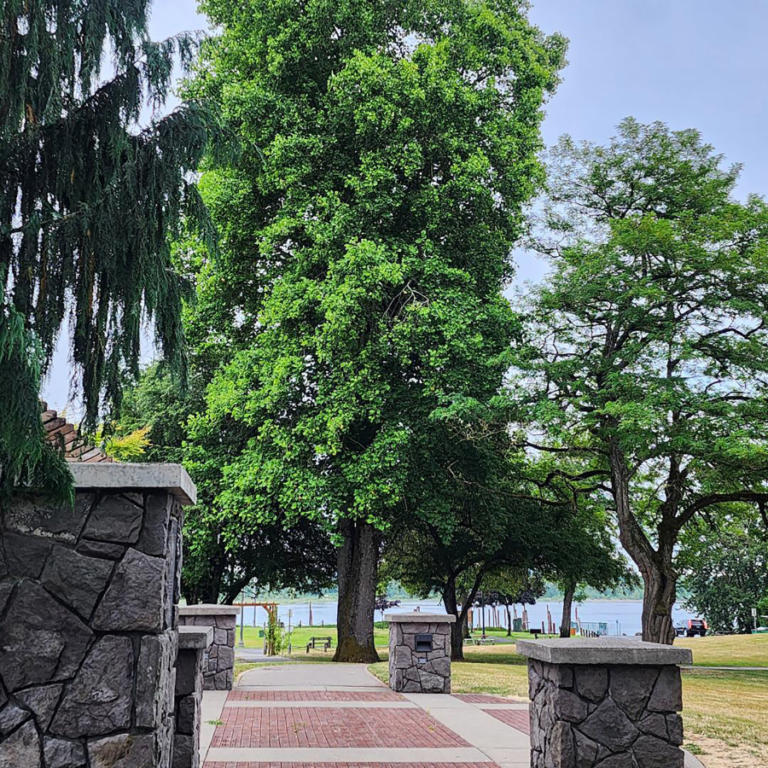 The Washington State University&rsquo;s Clark County Master Gardener Program has picked a tulip tree at Parker&rsquo;s Landing Historical Park in Washougal for inclusion in the Clark County Heritage Tree program, which recognizes local &ldquo;trees of significance.&rdquo; (Contributed photo courtesy Rene Carroll)