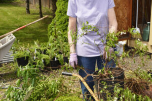 The Camas-Washougal HIstorical Society will host a plant fair from 10 a.m. to 3 p.m. Saturday, May 18, 2024, at the Two Rivers Heritage Museum in Washougal. (Photo courtesy of the Camas-Washougal Historical Society)